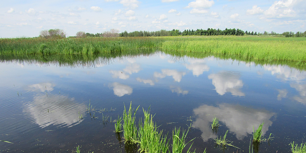 Wetlands