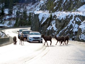UBC develops tool to predict how bighorn sheep react to human development