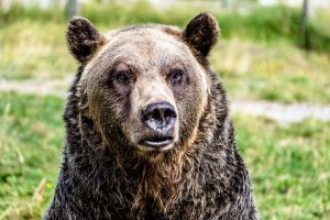Grizzlies change habits to coexist with people—but is it enough?