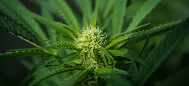 Cannabis flower. Credit: Antoine Collet/Flickr
