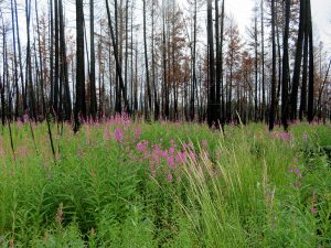 UBCO researchers concerned about important prey and predator species in post-fire logging areas
